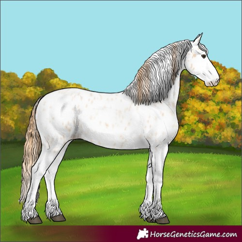 Horse Color:Red Dun Roan Splash Frame Appaloosa Rabicano 