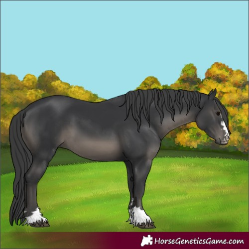 Horse Color:Black 