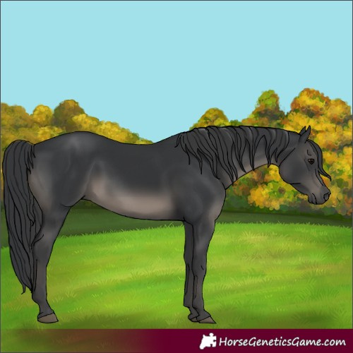 Horse Color:Black 