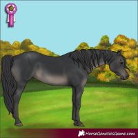 Horse Color:Black 