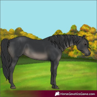 Horse Color:Black 