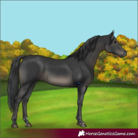 Horse Color:Black 