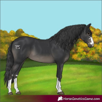 Horse Color:Black 