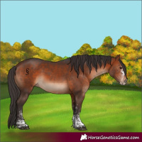Horse Color:White Spotted Bay Rabicano 