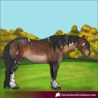 Horse Color:White Spotted Brown Tobiano Rabicano 