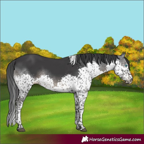 Horse Color:Black Splash Tobiano 