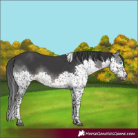 Horse Color:Black Splash Tobiano 