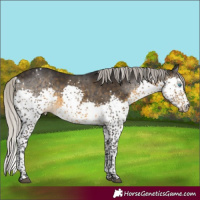 Horse Color:White Spotted Silver Buckskin Splash Tobiano 