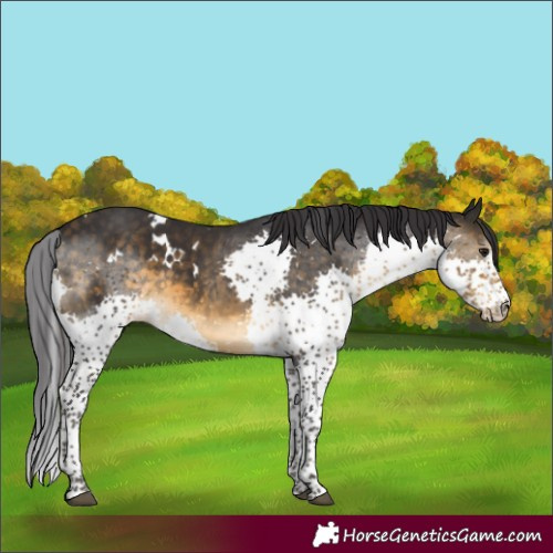 Horse Color:White Spotted Buckskin Splash 