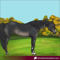 Horse Color:Black 