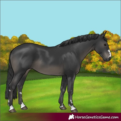 Horse Color:Black 