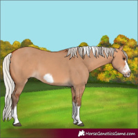 Horse Color:Silver Bay Dun Sabino Tobiano Frame Rabicano 
