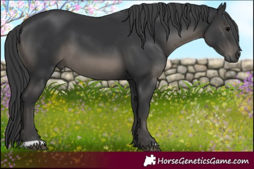 Horse Color:Black 