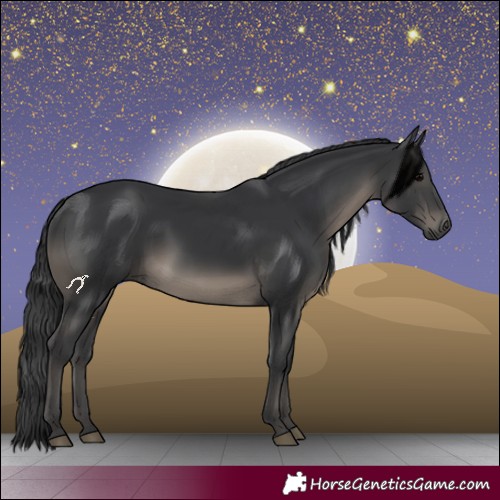 Horse Color:Black 