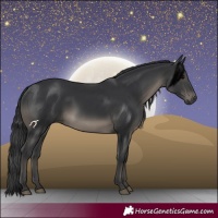 Horse Color:Black 