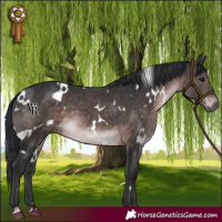 Horse Color:Platinum White Spotted Brown