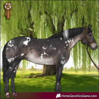 Horse Color:Platinum White Spotted Brown 