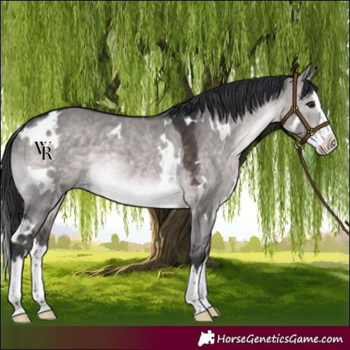 Horse Color:Platinum White Spotted Brown Dun Splash Rabicano 