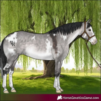 Horse Color:Platinum White Spotted Brown Dun Splash Rabicano 