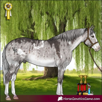 Horse Color:Platinum White Spotted Silver Brown Dun Splash Rabicano Brindle