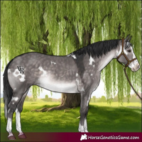 Horse Color:Platinum White Spotted Brown Dun Splash Rabicano 