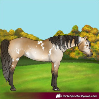 Horse Color:Gray White Spotted Buckskin Dun 