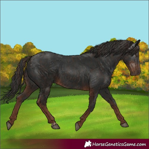 Horse Color:Liver Chestnut and Gray Liver Chestnut