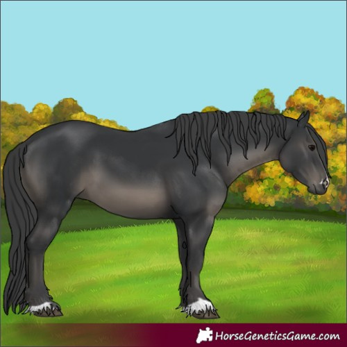 Horse Color:Black 
