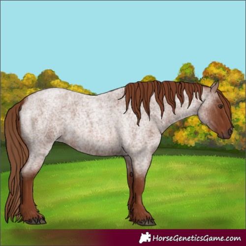 Horse Color:Red Roan 