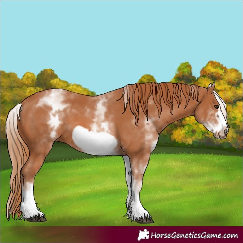 Horse Color:White Spotted Chestnut Frame 