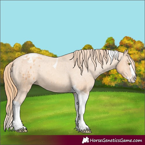 Horse Color:Gold Champagne Splash Tobiano Appaloosa 