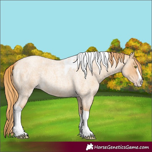 Horse Color:Gold Champagne Roan Splash Tobiano 