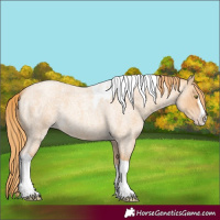 Horse Color:Gold Champagne Roan Splash Tobiano