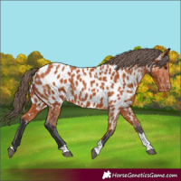 Horse Color:Bay Tobiano Appaloosa