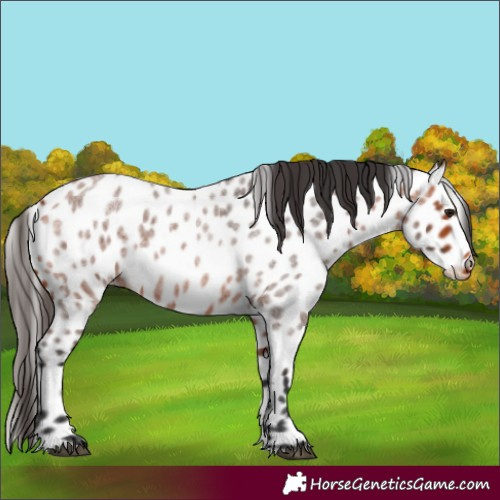 Horse Color:Bay Roan Appaloosa 
