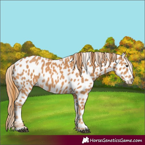 Horse Color:Chestnut Appaloosa 