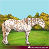 Horse Color:Chestnut Appaloosa 