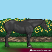 Horse Color:Black 