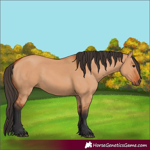 Horse Color:Bay Dun