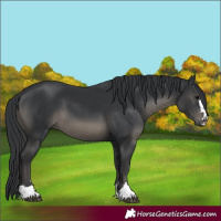 Horse Color:Black 
