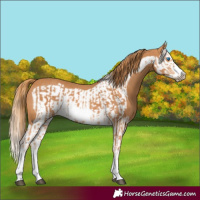 Horse Color:Chestnut Splash Frame  and Chestnut Splash Frame 