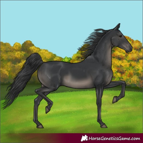 Horse Color:Black 