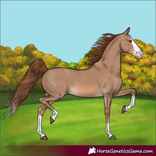 Horse Color:Red Dun Splash 
