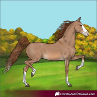 Horse Color:Red Dun Splash 
