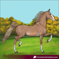 Horse Color:Red Dun Splash 