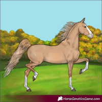 Horse Color:Red Dun Splash 