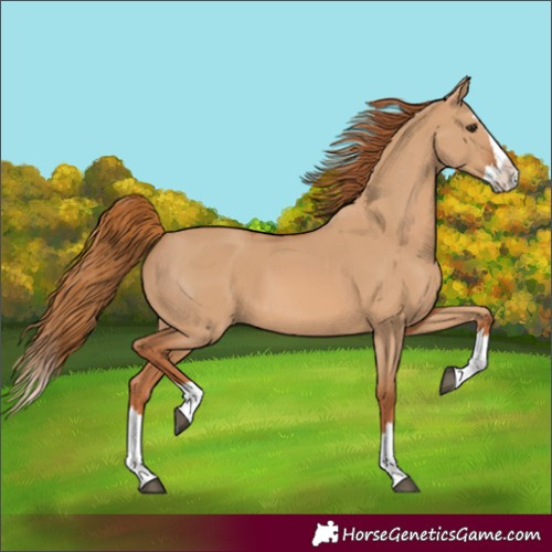 Horse Color:Red Dun Splash 