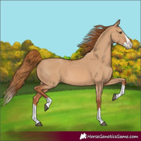 Horse Color:Red Dun Splash 