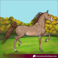 Horse Color:Red Dun Splash 