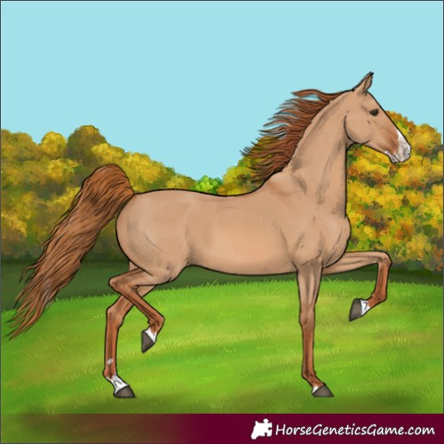 Horse Color:Red Dun Splash 